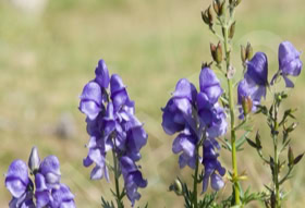 Aconit de Corse, variété endémique à l'île, visible sur le plateau du Cuscione, en Corse