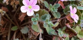 Bec de grue corse, Erodium corsicum, variété endémique à l'île 