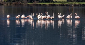 Flamants roses dans l'étang de Chjurlinu, au coeur de la réserve naturelle de Biguglia, en Corse ©MadoZiruddu 