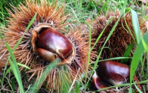 la chataigne, fruit emblématique traditionnel de la Corse 