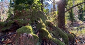 la nature sauvage,  en hiver en Corse