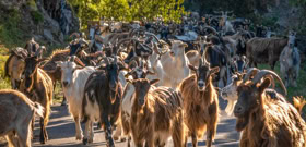 Troupeau de chèvres rentrant à la bergerie en fin de journée en Corse