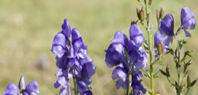 Aconit de Corse, variété endémique à l'île, visible sur le plateau du Cuscione, en Corse
