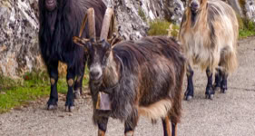 Chèvres corses en liberté dans les gorges de la Spelunca