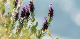 Lavande Stoechas, lavande sauvage qui pousse spontanément en Corse